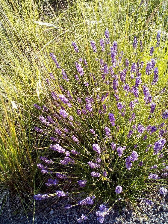 Gite La Fleur D Olivier Nyons Eksteriør bilde